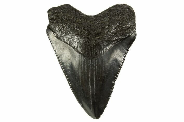 Serrated, Juvenile Megalodon Tooth - South Carolina #332088